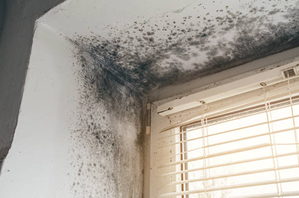 Affordable Mold Cleanup solutions in Rosedale, MD